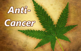 marijuana_anti_cancer1-263x166